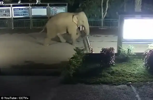 The elephant takes a casual step and crosses the barrier as it enters Laos in the wee hours
