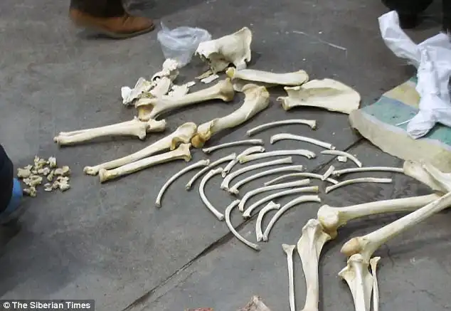 Agents also seized the testicles of frogs along with bones from the poached animals
