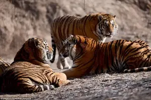 The animals appeared to have packed on the pounds over winter as temperatures plunged as low as -30C