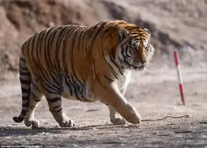 Overweight Siberian tigers have been pictured at Shenyang Tiger Park, in the country's north east, prowling their enclosure