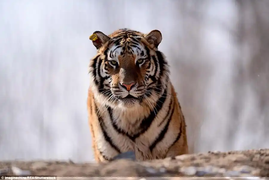 Laws have been put in place to protect the tigers and many zoos engage in breeding programmes, with the population now listed as stable, though few remain in the wild