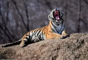 Siberian tigers once roamed vast swathes of territory across eastern China and Korea, but are now endangered