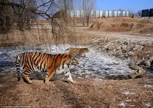Shenyen has a chequered past when it comes to caring for animals and was heavily criticised in 2010 after 11 tigers starved to death or were shot