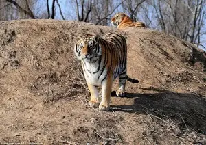 Siberian tigers are naturally the largest of the world's big cats, though these animals appear to be larger than most