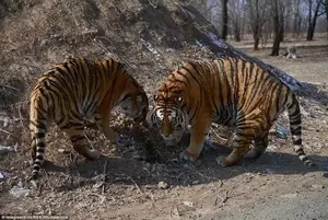 These animals were pictured in Shenyen after more overweight tigers were spotted in Harbin last year. At the time keepers said the animals naturally gained weight in winter, and would lose it again in summer