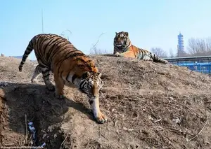 Despite keepers insisting that the chubby animals were in fine health, their appearance caused concern among experts