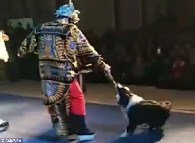 The Chinese opera singer struggles to push away the Border Collie as it bites on the sleeve 