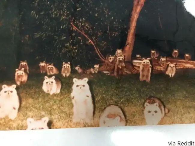 family racoon photo