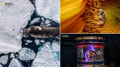 National Geographic's 'Pictures of the Year' selection