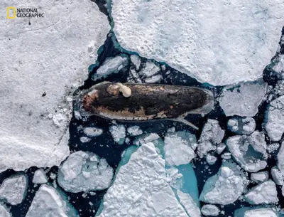 Roie Galitz's 'Dinner on Ice,' featuring a polar bear on a deceased sperm whale
